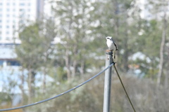 Lanius sphenocercus
