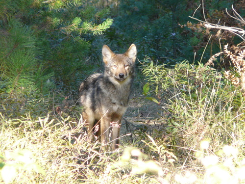 Eastern Wolf