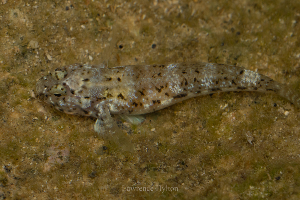 Cocos frillfin goby