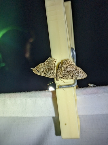 Cherry Scallop Shell Moth photo 3