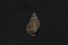 Agnewia tritoniformis