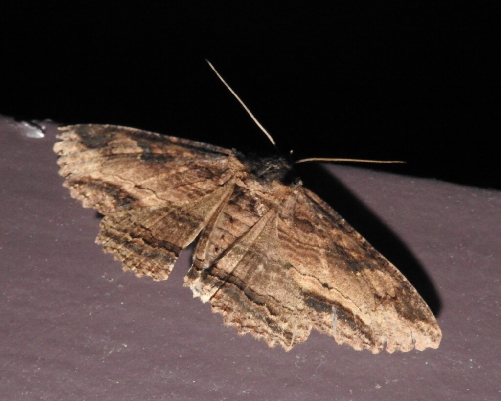 Lunate Zale Moth from Town of Rockingham, VT, USA on July 19, 2025 at ...