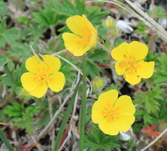 Potentilla vulcanicola