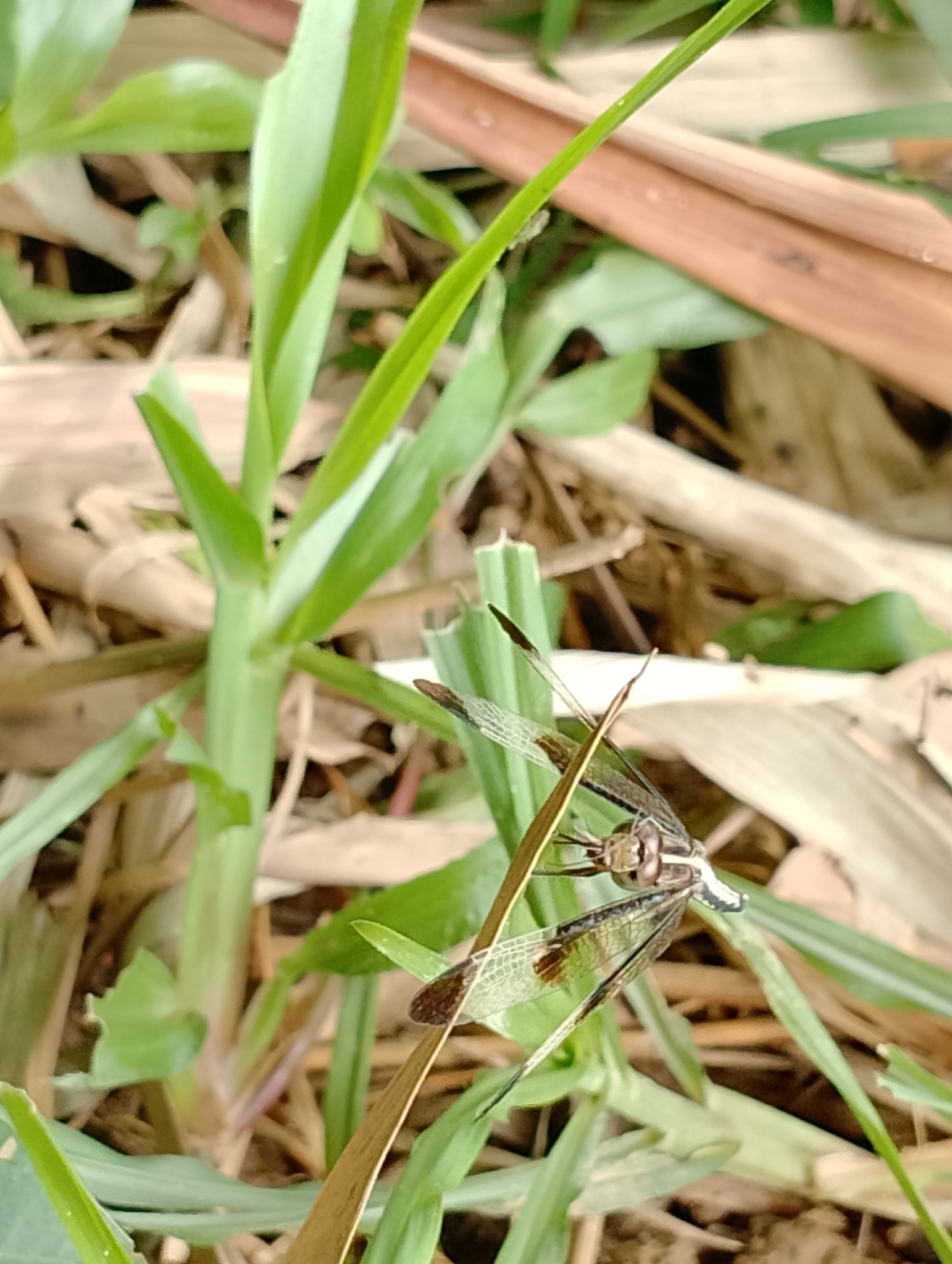 Pied Paddy Skimmer