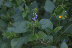 Salvia longispicata
