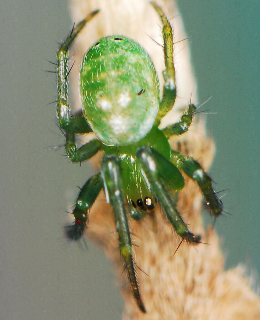 Black Spot Cucumber Spider