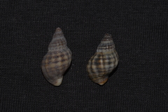 Agnewia tritoniformis