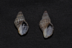 Agnewia tritoniformis