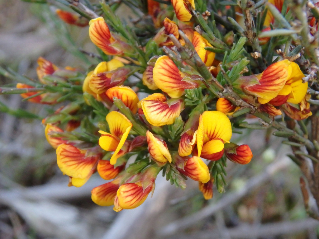 common eutaxia