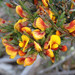 Eutaxia microphylla - Photo (c) Geoffrey Cox,  זכויות יוצרים חלקיות (CC BY-NC), הועלה על ידי Geoffrey Cox