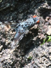 Pseudotephritis