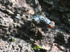 Pseudotephritis