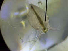 Simocephalus vetulus