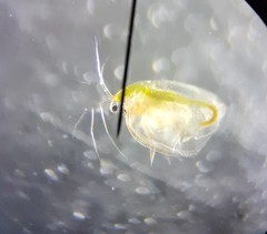 Simocephalus vetulus