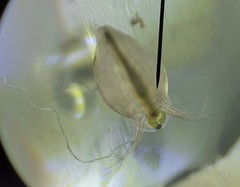 Simocephalus vetulus