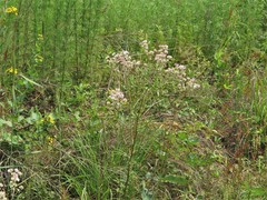 Hymenopappus artemisiifolius artemisiifolius