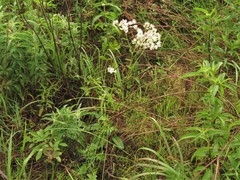 Hymenopappus artemisiifolius artemisiifolius