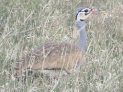 Eupodotis senegalensis