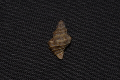 Phycothais reticulata