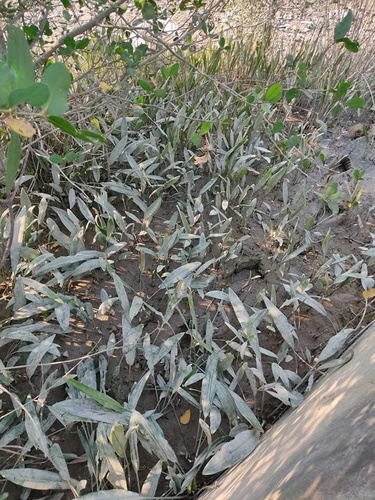 Cryptocoryne ciliata