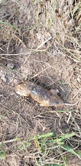 Geomys breviceps