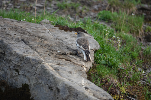 Gorrión alpino (Montifringilla nivalis)