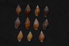 Pardalinops testudinaria