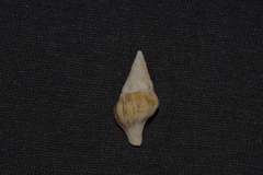 Nodopelagia brazieri