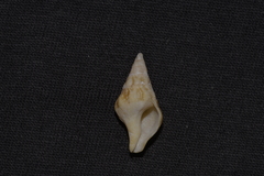 Nodopelagia brazieri