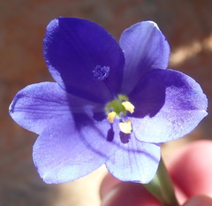 Aristea nana