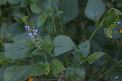 Salvia longispicata