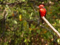 Pyrocephalus rubinus