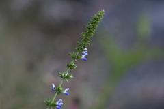Salvia longispicata