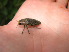 Lampetis cupreopunctata