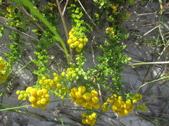 Oncosiphon sabulosus