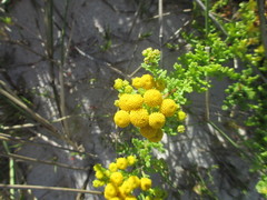 Oncosiphon sabulosus