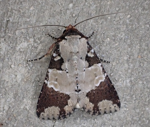 Cupes noctuid moth