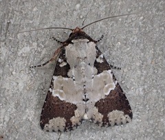 Condica cupentia