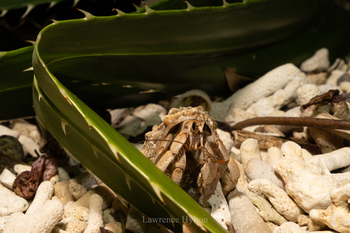 Blueberry Hermit Crab (Coenobita purpureus)