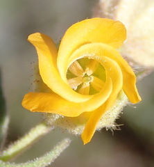 Hermannia althaeifolia