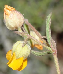 Hermannia althaeifolia