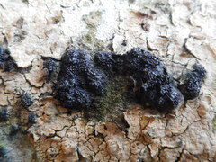 Camaropella microspora