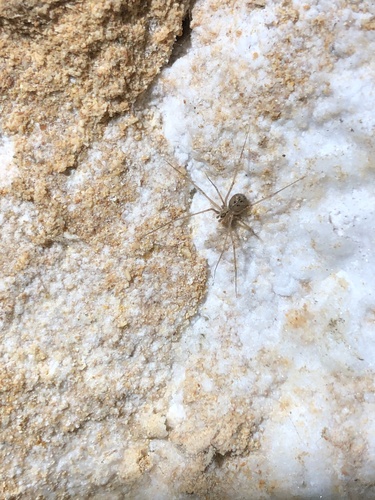 Wugigarra nauo