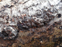 Camaropella microspora