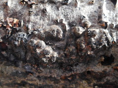 Camaropella microspora