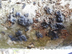 Camaropella microspora