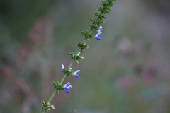Salvia longispicata