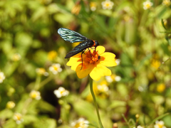 Cyananthrax cyanopterus