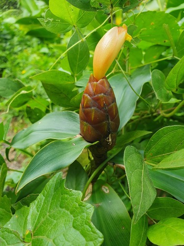Costus spicatus - Whole tree