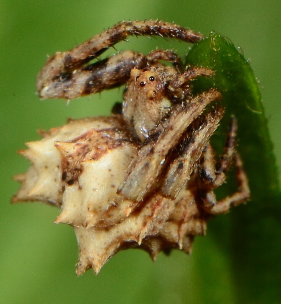 Hedgehog Spider